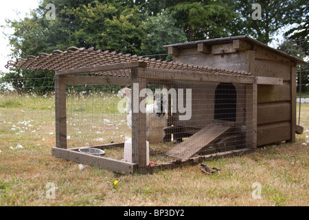 Huhn Hutch oder ausführen, Hampshire, England. Stockfoto