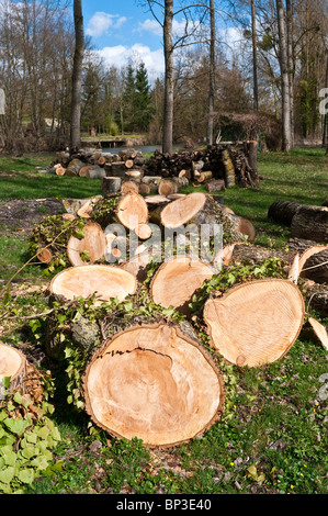 Umgestürzter Baum nach Sturmschäden - Frankreich in Scheite gesägt. Stockfoto