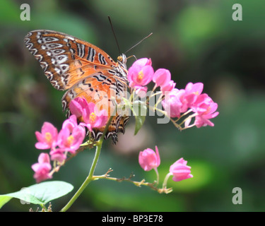 Malay Florfliege Schmetterling auf einer Blüte Bougainvillea - Cethosia Hypsea Hypsina Stockfoto