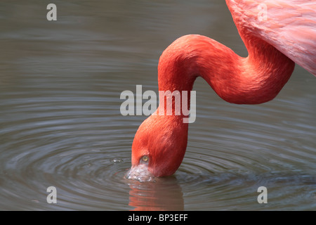 Flamingo trinken Stockfoto