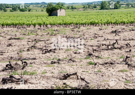 Bereich der gerodete, Reben in Herault Region Languedoc-Roussillon, Südfrankreich Stockfoto