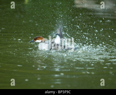 Eine weibliche Zwergsäger Baden am Slimbridge Stockfoto