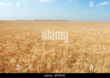 Weizenfeld in eine weite Ebene, Alentejo, Portugal Stockfoto