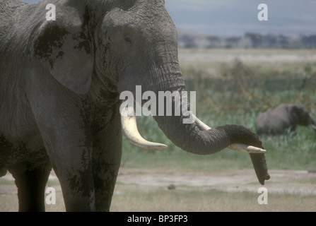 Nahaufnahme von Reife alte männliche Elefantenbulle ruht mit seinem Rüssel auf eines seiner Stoßzähne im Amboseli Nationalpark Kenia in Ostafrika Stockfoto