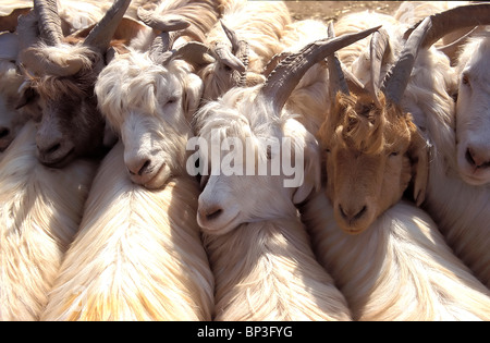 Ziegen zum Verkauf an der Viehmarkt der Yekshenba Basar (Sonntag Basar), Kashgar, Xinjiang, China Stockfoto