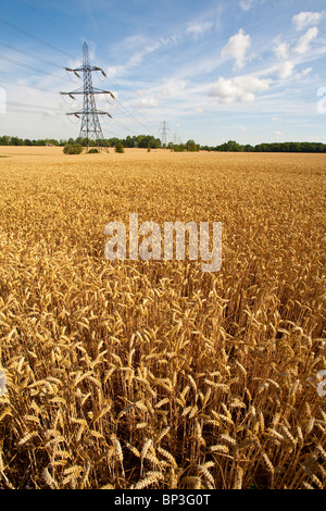 Reif für die Ernte Weizen Stockfoto