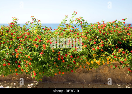 Roter Salbei Lantana, spanische Flagge, Lantana Camara Rhodos Griechenland Stockfoto