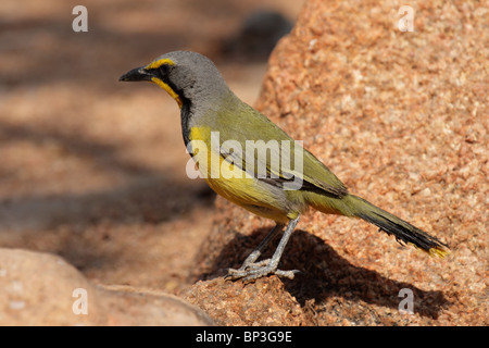 Bokmakierie (Telophorus Zeylonus), ein Würger Straucharten in Namibia Stockfoto