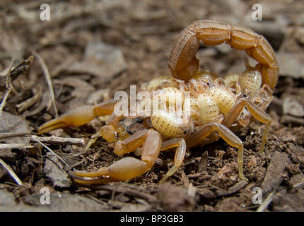 Skorpionbabys mit gestreifter Rinde