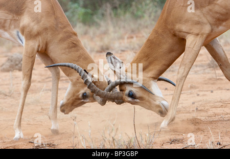Männchen Impala (Aepyceros melampus) kämpfen, Tsavo East Nationalpark, Kenia. Stockfoto