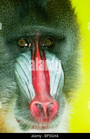 Mandrill Pavian hautnah Stockfoto