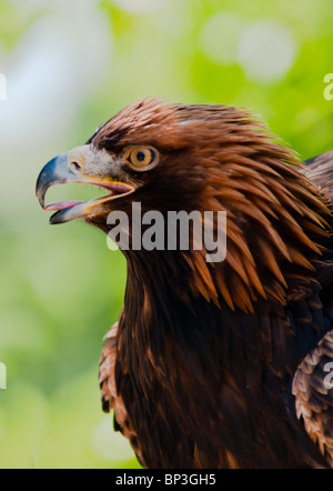 Steinadler (Aquila Chrysaetos) Stockfoto