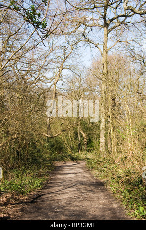 Ein Pfad in Ravensbourne Woods, Beckenham Platz Park, South London, England Stockfoto