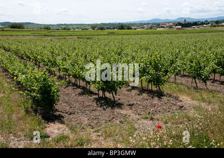 Reben wachsen in typischen Herault Landschaft nördlich von Beziers, Frankreich Stockfoto