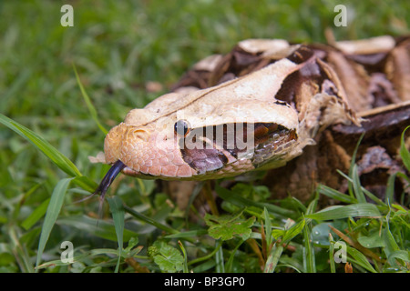 Gaboon Viper (Bitis gabonica) Porträt, Westkenia. Stockfoto