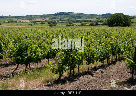 Reben wachsen in typischen Herault Landschaft nördlich von Beziers, Frankreich Stockfoto