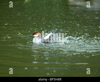 Eine weibliche Zwergsäger Baden am Slimbridge Stockfoto