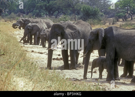 Elefanten im trockenen Bett der Tarangire-Fluss Graben Loch für Trinkwasser Tarangire Nationalpark Tansania Stockfoto