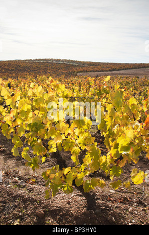 Bunte Weinberge in der Herbst-Saison, Alentejo, Portugal Stockfoto