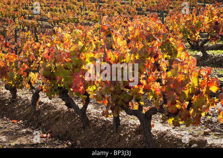 Bunte Weinberge in der Herbst-Saison, Alentejo, Portugal Stockfoto