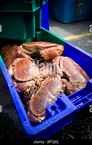 Bei der Roscoff Verkaufsraum (Frankreich) Taschenkrebse (Cancer Pagurus) Käufern angezeigt. Crabes Tourteaux En Vente À la Criée. Stockfoto