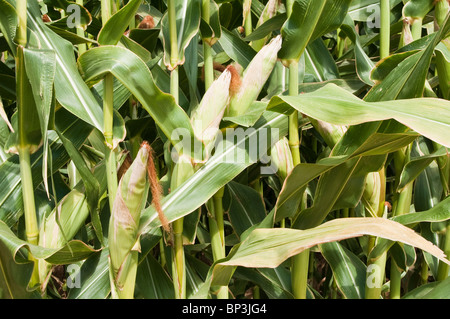 Reifende Kornfeld in Arizona. Stockfoto