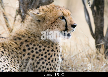Das Geparden-Porträt (Acinonyx jubatus), Masai Mara National Park, Kenia. Stockfoto