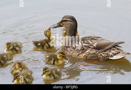 Entenschmuse (Anas platyrhynchos) küsst seine Mutter, Georgia, USA Stockfoto