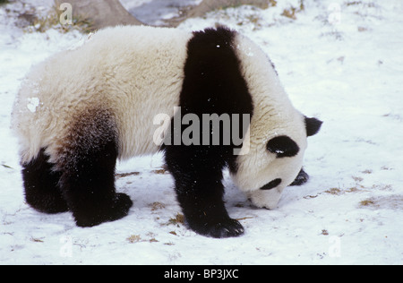 Giant Panda schnüffelt im Winter schneebedeckten Boden im Wolong-China. Stockfoto