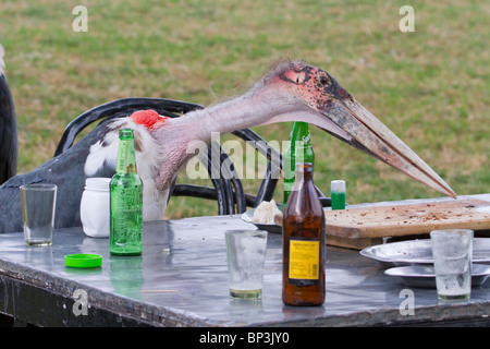 Marabou Stork (Leptoptilos crumeniferus), der nach der Abreise der Kunden in Zentralkenia ein offenes ländliches Restaurant durchdunst Stockfoto