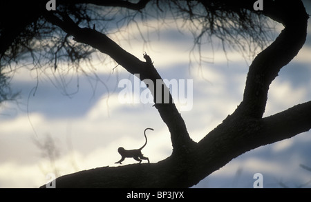 Afrika, Tansania, Tarangire-Nationalpark, Vervet Affen (grüne Aethiops) Silhouette bei Sonnenuntergang in Akazie Stockfoto