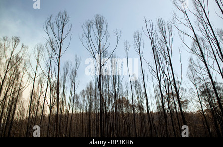 Anschluss an ein Buschfeuer Tote und geschwärzte Bäume. Stockfoto