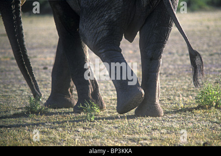 Der Füße des weiblichen Elefanten hautnah, wie es kratzt sich einen Knöchel mit seinem Fuß Masai Mara National Reserve Kenia in Ostafrika Stockfoto