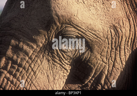 Nahaufnahme von Elephant es Eye zeigt lange Wimpern Samburu National Reserve Kenia in Ostafrika Stockfoto