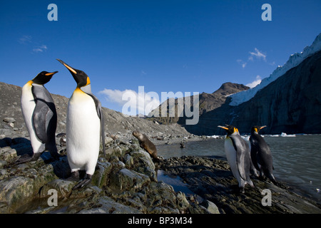 Antarktis, South Georgia Island Königspinguine am Ufer unter kalbende Gletscher in Bergen entlang der Küste am Hafen von Gold Stockfoto