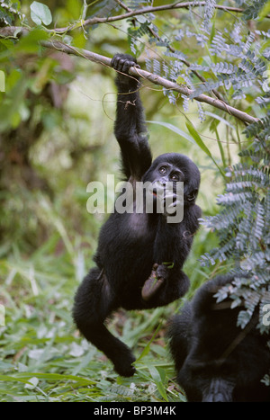 Uganda, Bwindi Impenetrable Nationalpark, Juvenile Berggorillas (Gorilla Gorilla Beringei) von Ast hängen Stockfoto