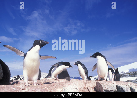 Antarktis, Adelie Penguin (Pygoscelis Adeliae) Rookery auf Petermann Island in der Nähe von Lemaire-Kanal entlang der antarktischen Halbinsel Stockfoto