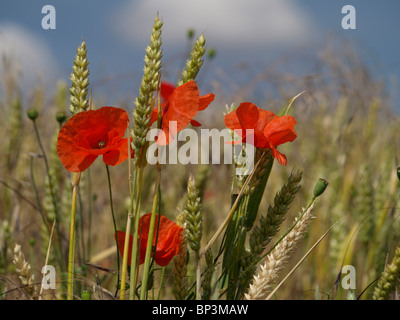 Four wild red poppies growing growing amongst a wheat crop in a farmers field against a blue sky with fluffy white clouds Stockfoto