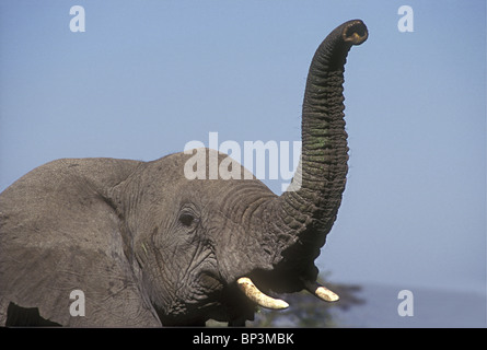 Elefanten, die Erhöhung der Stamm zu riechen Duft die Luft zwei Nasenlöcher und Lippen können gesehen Masai Mara National Reserve Kenia in Ostafrika Stockfoto