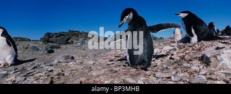 Antarktis, Livingston Island, Kinnriemen Pinguine (Pygoscelis Antarctica) mit jungen Küken Rookery Zeitpunkt Hannah Stockfoto