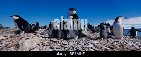 Antarktis, Livingston Island, Kinnriemen Pinguine (Pygoscelis Antarctica) mit jungen Küken Rookery Zeitpunkt Hannah Stockfoto