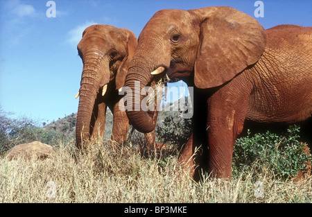 Zwei Elefanten bedeckt mit der roten Erde Tsavo East Nationalpark Kenias Fütterung auf dem Rasen in der Nähe von Elefanten Waisenkind namens Eleanor Stockfoto