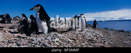 Antarktis, Livingston Island, Kinnriemen Pinguine (Pygoscelis Antarctica) mit jungen Küken Rookery Zeitpunkt Hannah Stockfoto