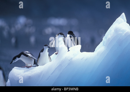 Antarktis, Deception Island, Kinnriemen Pinguine (Pygoscelis Antarctica) ausgewogen auf Eisberg auf vulkanische Sandstrand Stockfoto