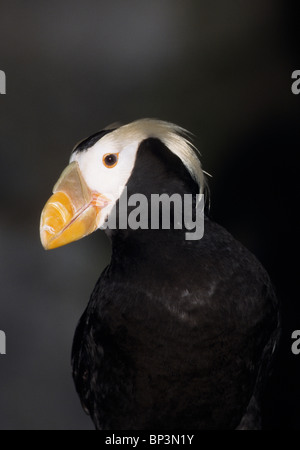 Tufted Puffin im Alaska SeaLife Center in Seward. Stockfoto