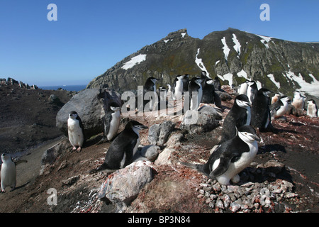 Antarktis, Deception Island, Kinnriemen Pinguine auf Nester in massiven Kolonie in der Nähe von Baily Head in der Nachmittagssonne Stockfoto