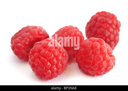 Himbeeren auf weißem Hintergrund - Fokus auf Vordergrund Stockfoto