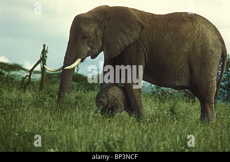 Elefantendame Bewachung sehr kleines Kalb nur wenige Tage alt, zwischen ihren Vorderbeinen Samburu National Reserve Kenia in Ostafrika Stockfoto