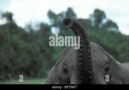 Elefanten, die Erhöhung der Stamm zu riechen Duft die Luft zwei Nasenlöcher und Lippen können gesehen Aberdares Nationalpark Kenia in Ostafrika Stockfoto