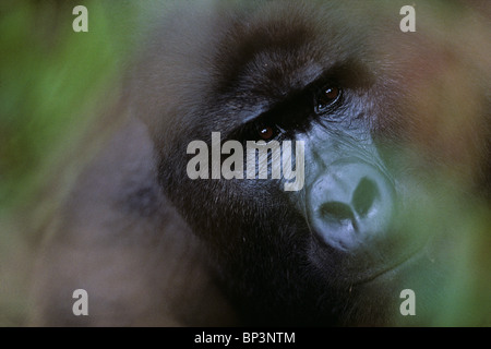 Uganda, Bwindi Impenetrable Nationalpark, erwachsenen männlichen (Silberrücken) Berggorillas (Gorilla Gorilla Beringei) im Regenwald Stockfoto